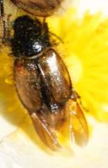 Chasmatopterus villosulus