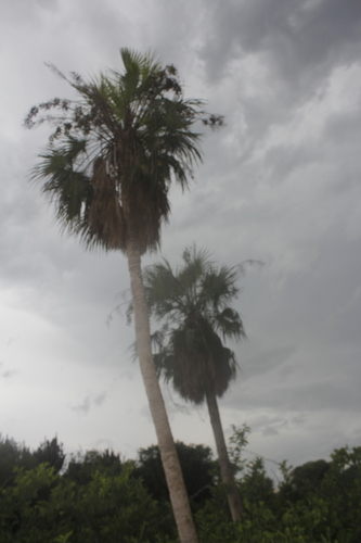 Brahea aculeata, photograph 6