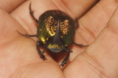 Phanaeus amithaon