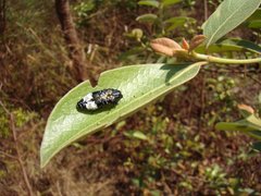 Autarcontes mucoreus