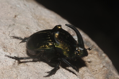 Phanaeus amithaon