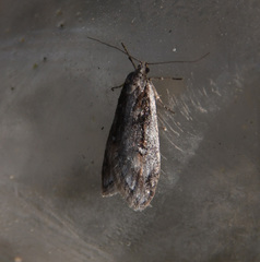Semioscopis oculella