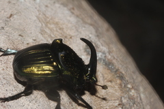 Phanaeus amithaon
