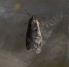 Semioscopis oculella