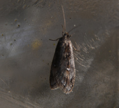 Semioscopis oculella