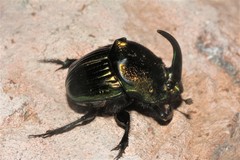 Phanaeus amithaon