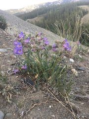 Penstemon gormanii