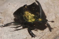 Phanaeus amithaon