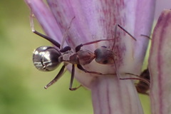 Camponotus vestitus