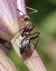 Camponotus vestitus