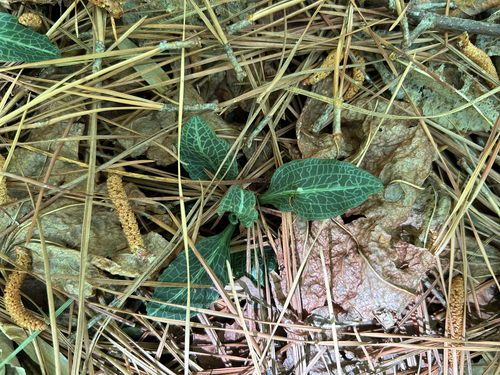 downy rattlesnake plantain