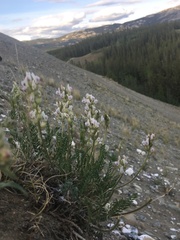 Oxytropis borealis