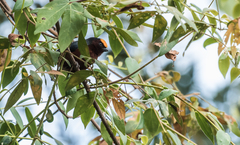 Catamblyrhynchus diadema