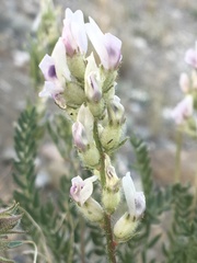 Oxytropis borealis