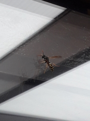Polistes dominula