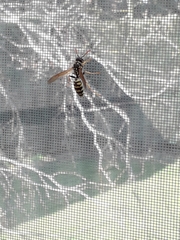 Polistes dominula