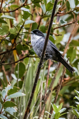 Black-Backed Bush Tanager photo 2