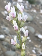 Oxytropis borealis