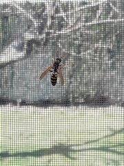 Polistes dominula