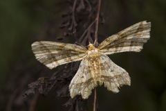 Fritillerinnys clathraria