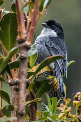 Black-Backed Bush Tanager photo 3