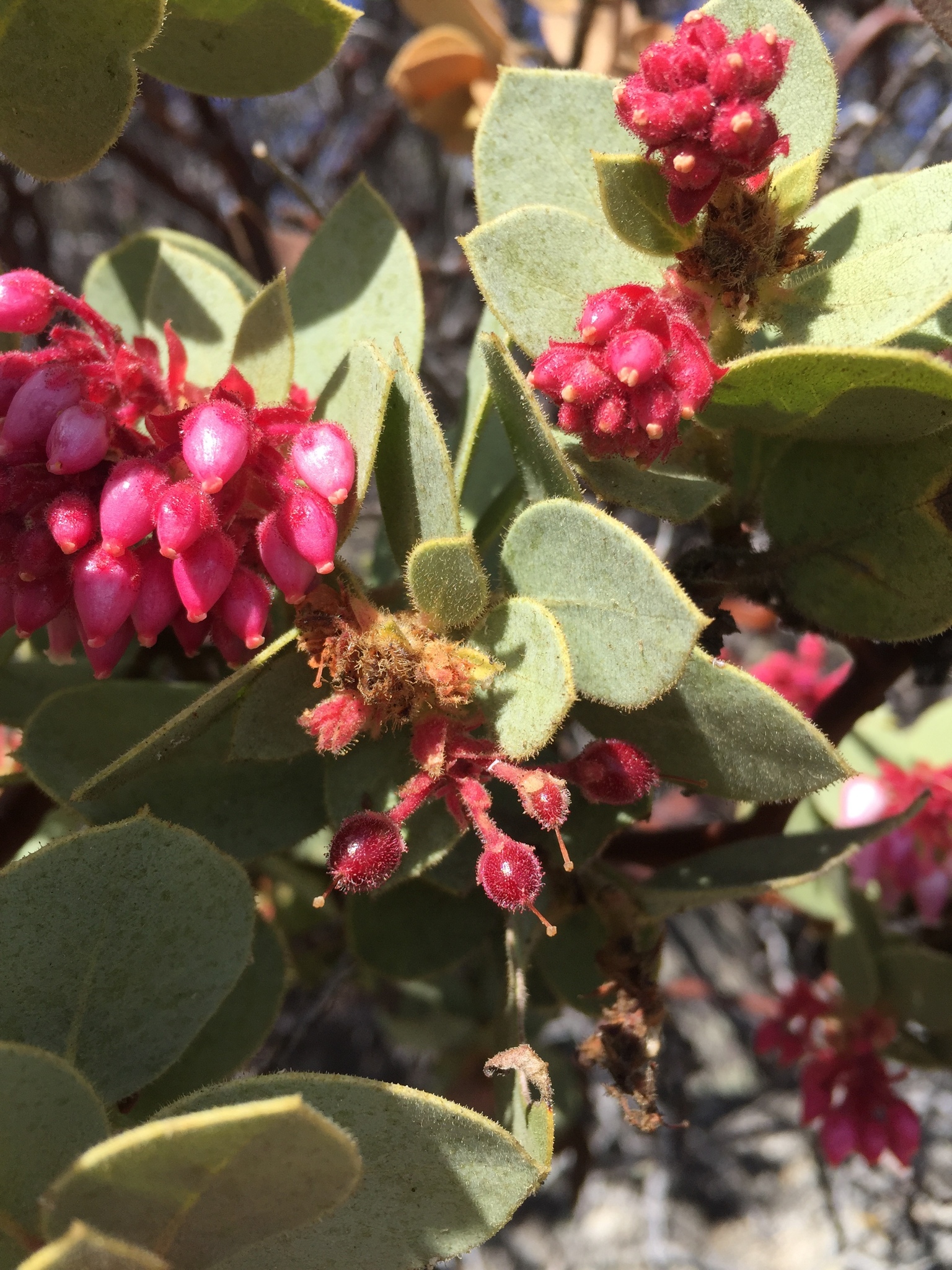 Arctostaphylos pringlei ssp. drupacea