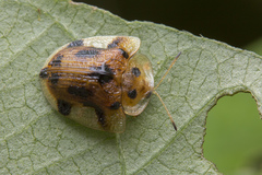 Laccoptera