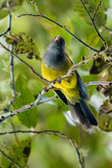 Gray-Hooded Bush Tanager photo 2