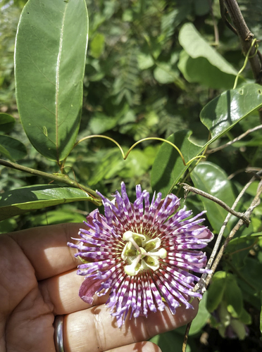 Passiflora laurifolia, photograph 6