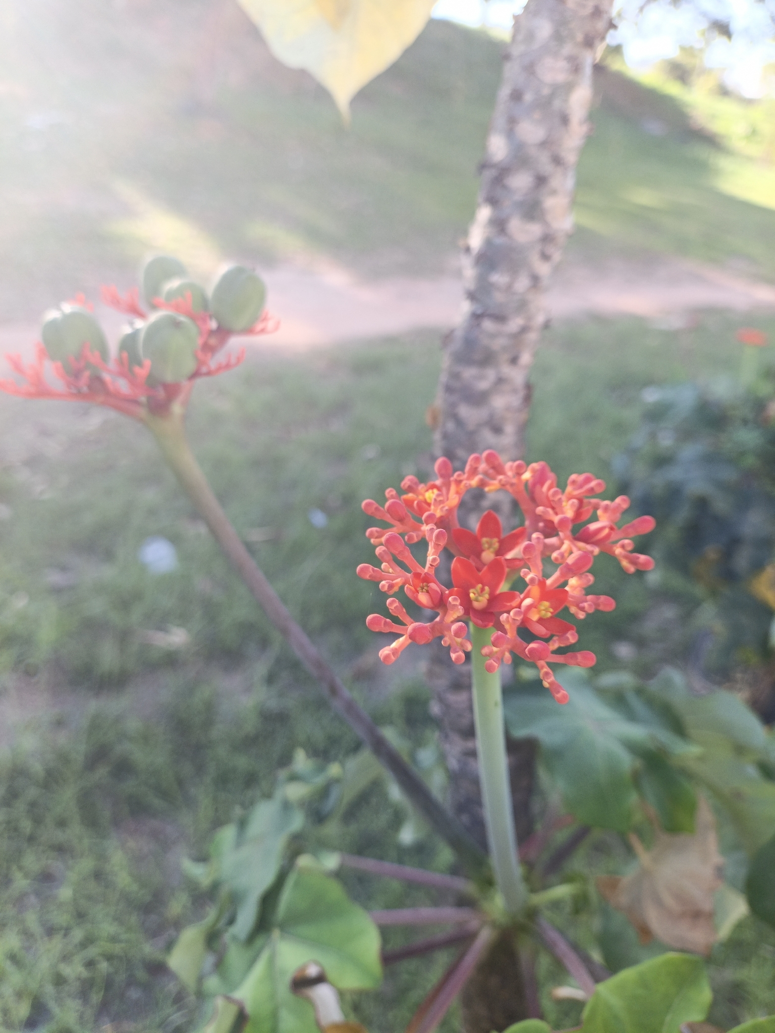 Jatropha podagrica