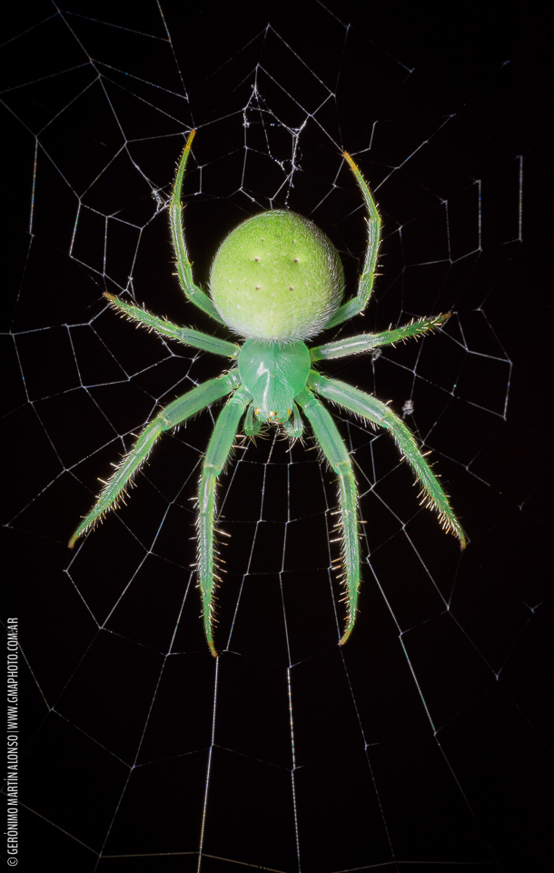 Araneus uniformis