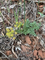 Cymopterus purpureus