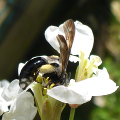 Andrena agilissima