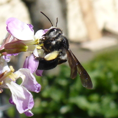 Andrena agilissima
