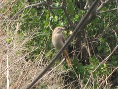 Phoenicurus auroreus