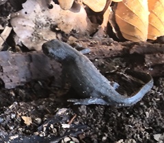 Ichthyosaura alpestris alpestris