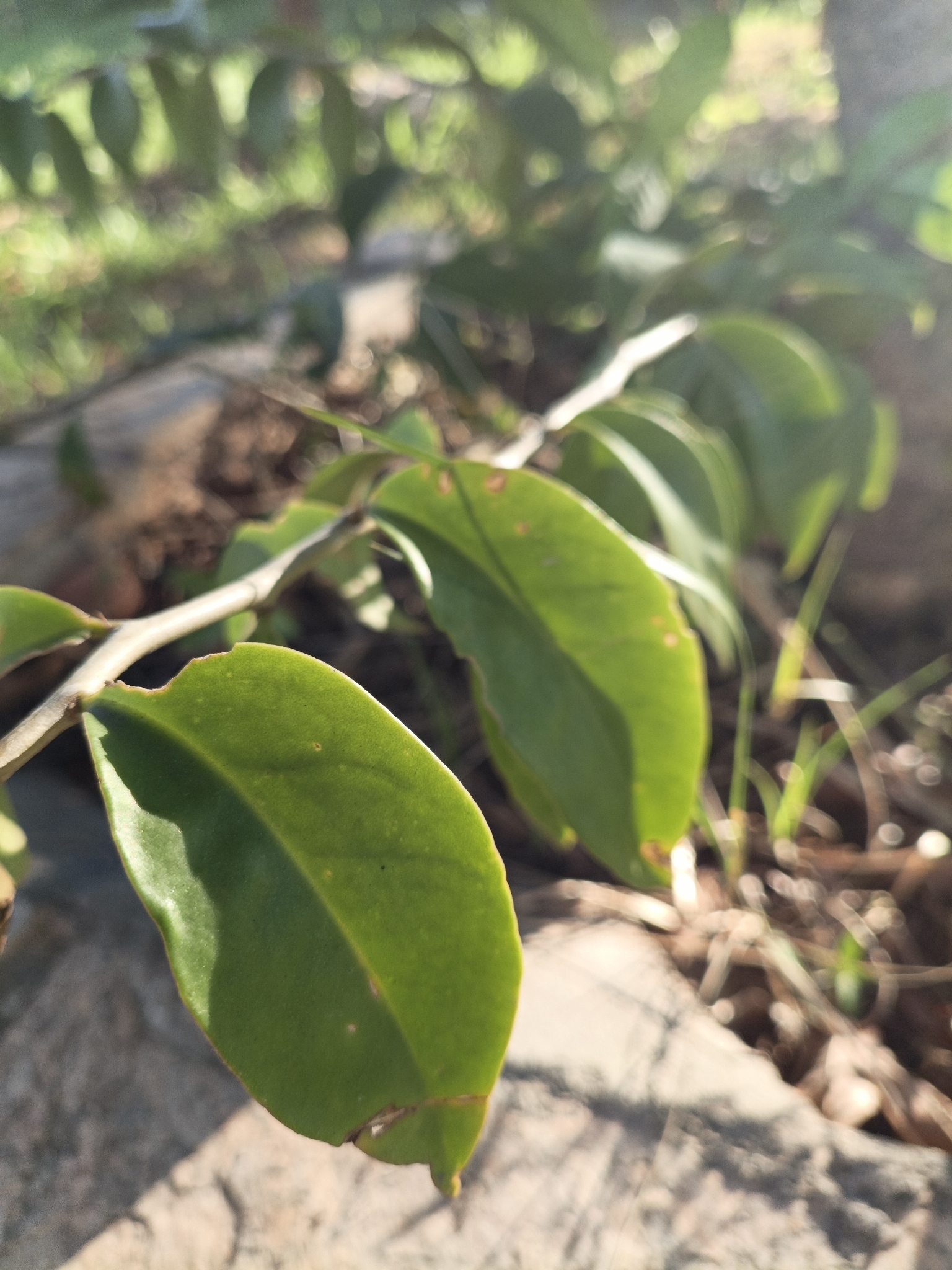 Pereskia aculeata