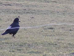 Corvus frugilegus