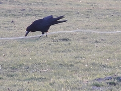 Corvus frugilegus