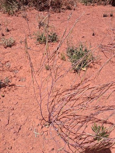 Streptanthus longirostris, 2026-04-27