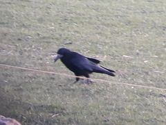 Corvus frugilegus