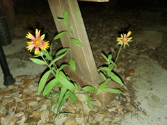 Gaillardia pulchella