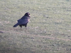 Corvus frugilegus