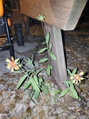 Gaillardia pulchella