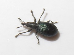 Perapion violaceum