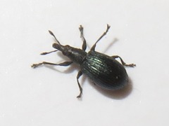 Perapion violaceum