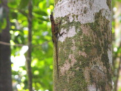 Anolis luciae