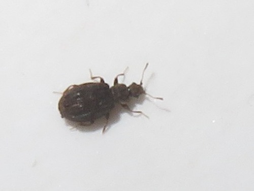 Swollen Fungus Beetle, Leidschendam, Nederland, photo 7 of 10