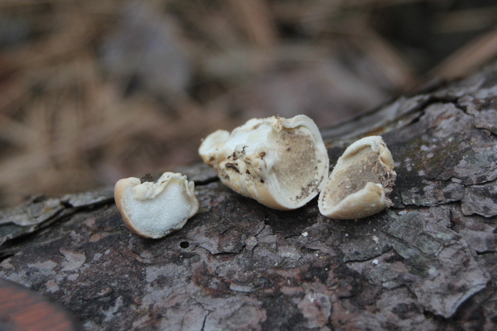 Cryptoporus volvatus · April 2026 · photo: © odawgie (iNaturalist, cc-by)