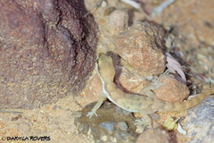 Tropiocolotes